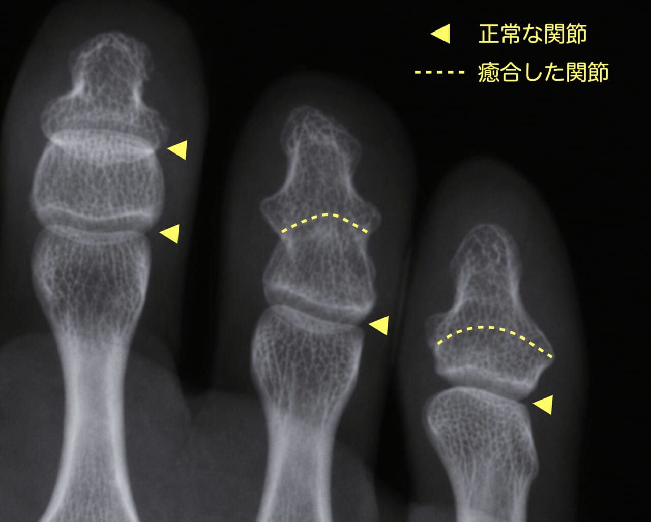 画像の説明